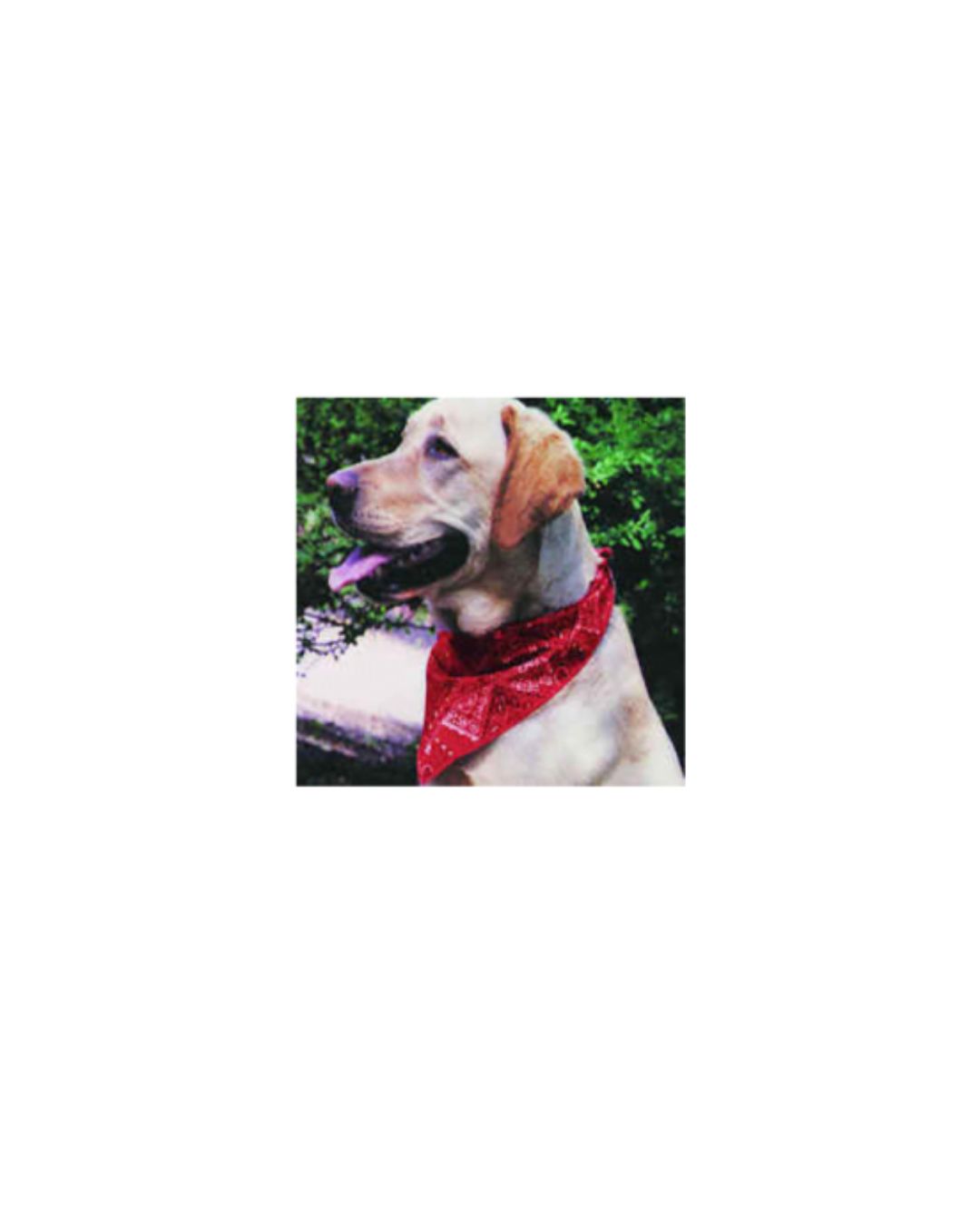 Keep Your Pet Comfortable With Axizz's Best Dog Cooling Vest